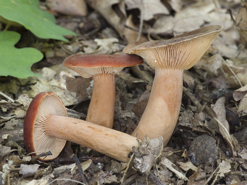 Lactarius fulvissimus